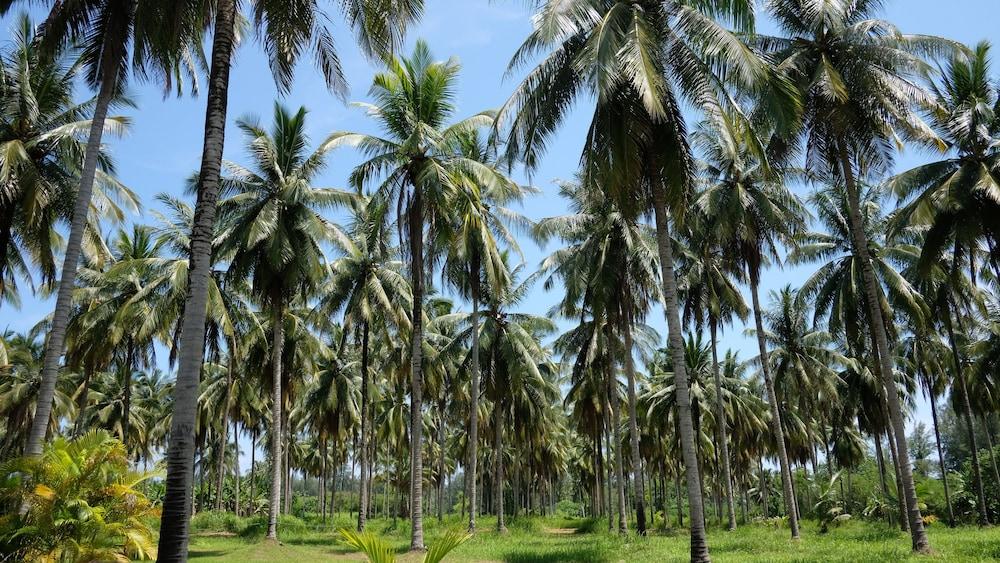 Khao Lak Golden Coconut Hotel Ngoại thất bức ảnh