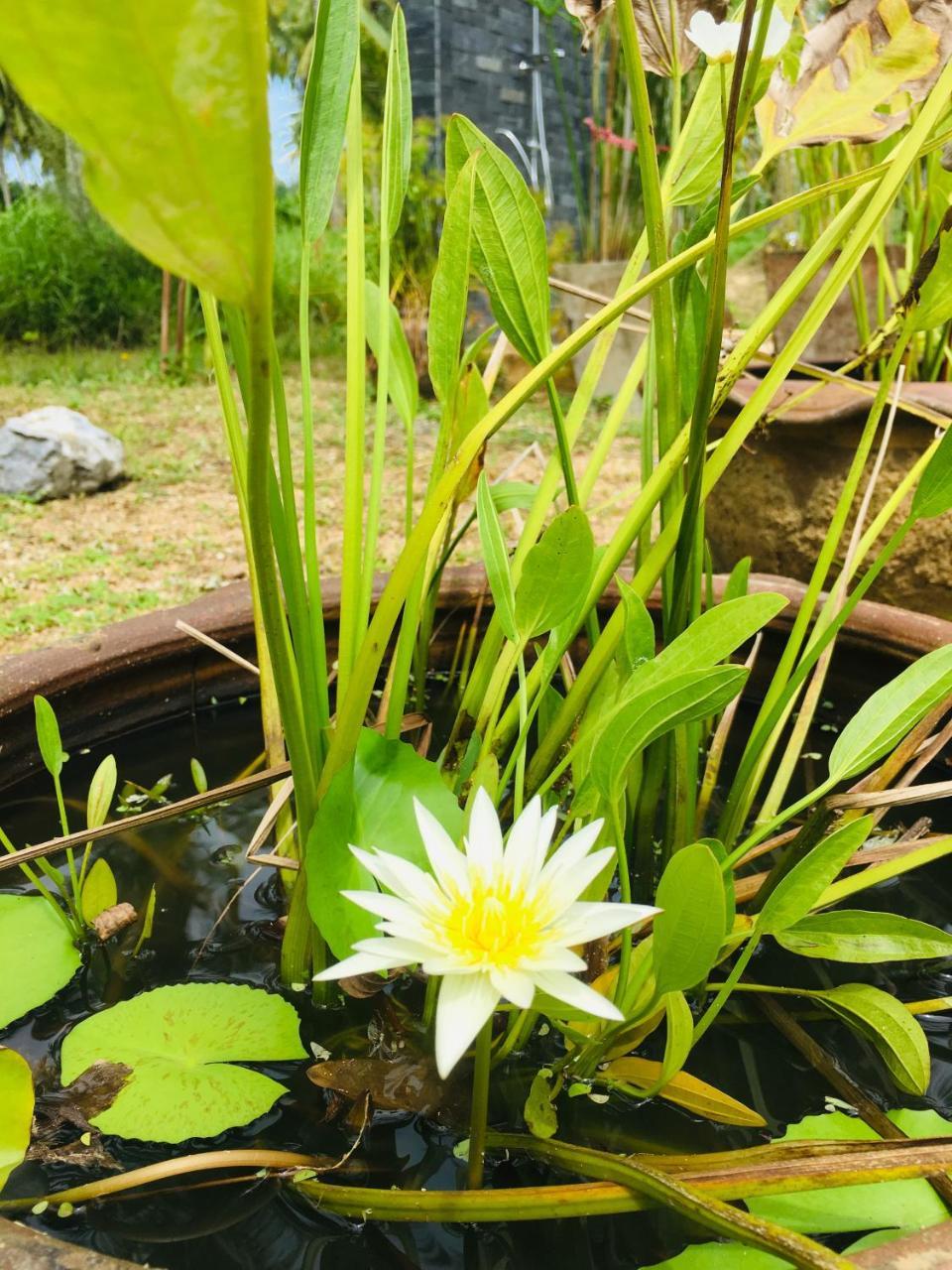 Khao Lak Golden Coconut Hotel Ngoại thất bức ảnh